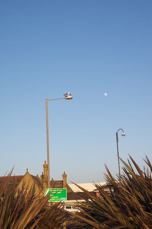 Ricoh XR APO Rikenon 300mm F4.5 Lens Reviews - Ricoh Lenses