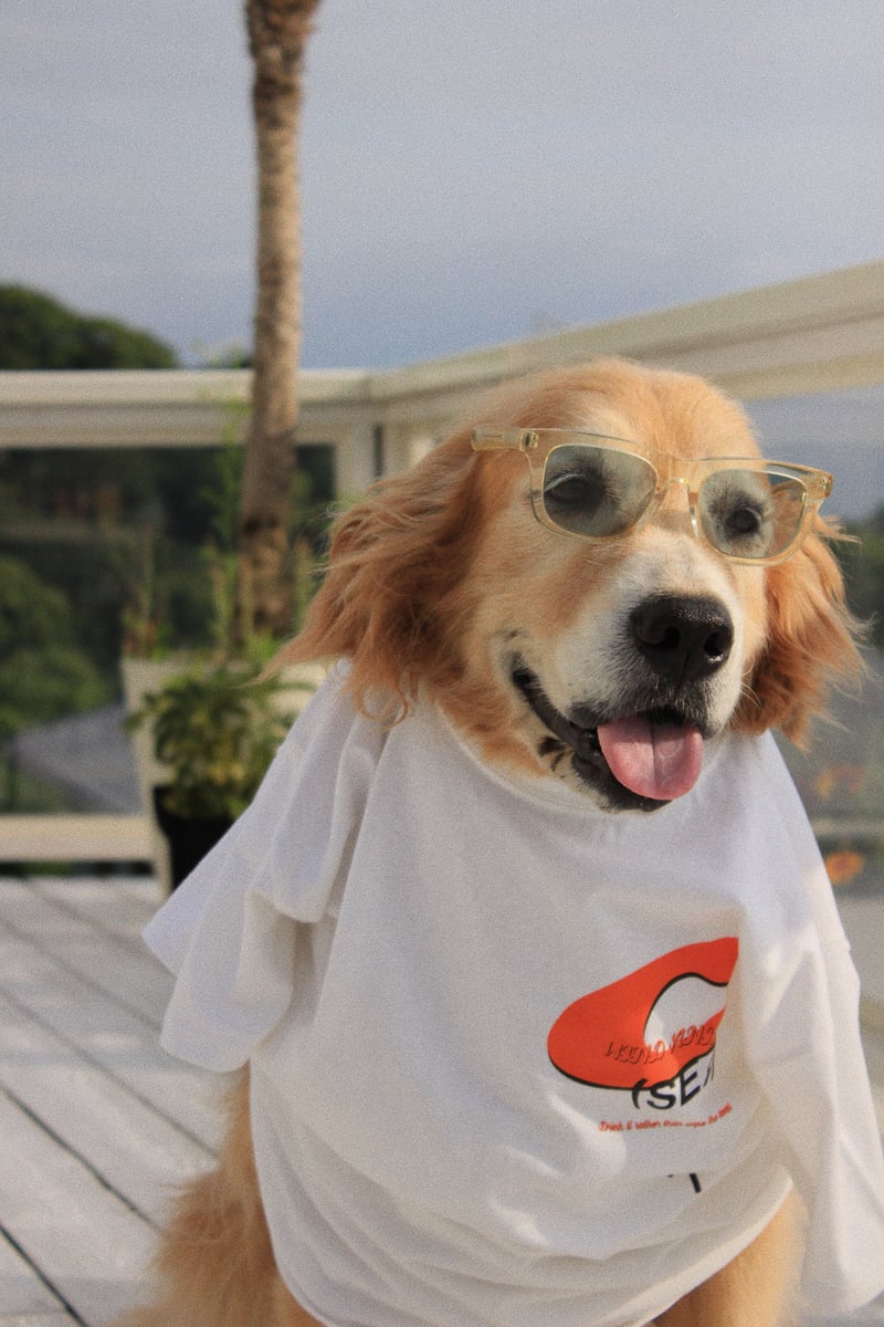 熊谷隆志のウィンダンシーとpen publicがコラボ、グラフィックTシャツ