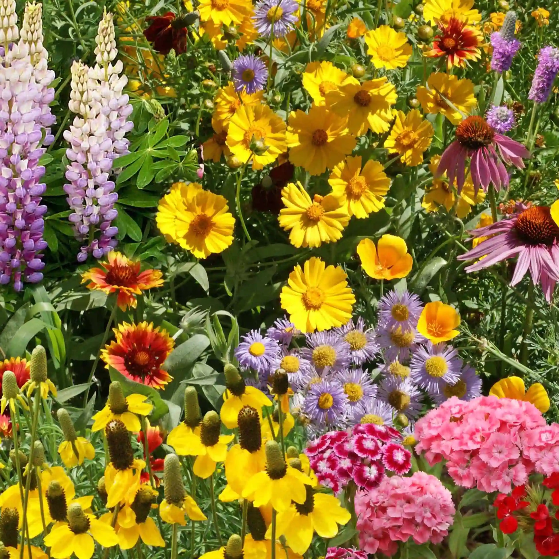 Perennial Wildflower Seed Mix - Bulk Wildflower Seeds for