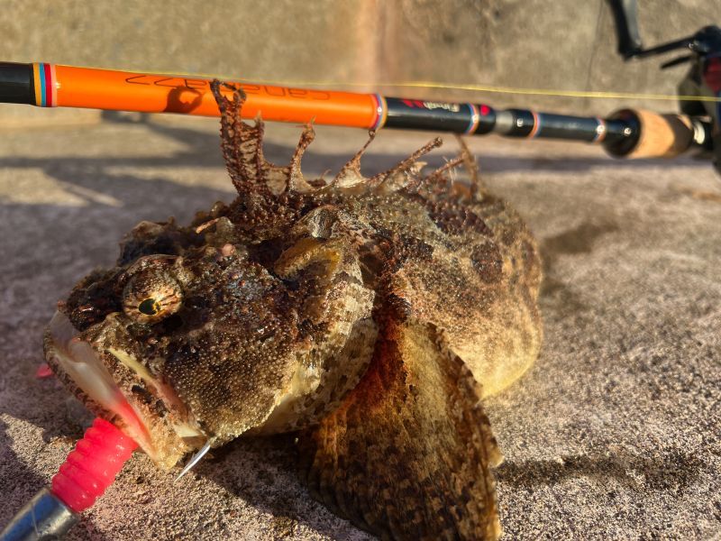 CANARIA COCO77(カナリア ココ77) - Fin‐ch