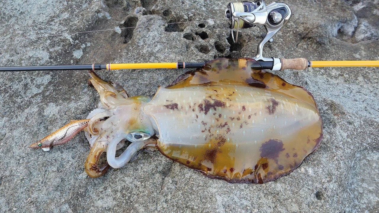 CANARIA ORKNEY80(カナリア オークニー80) - Fin‐ch