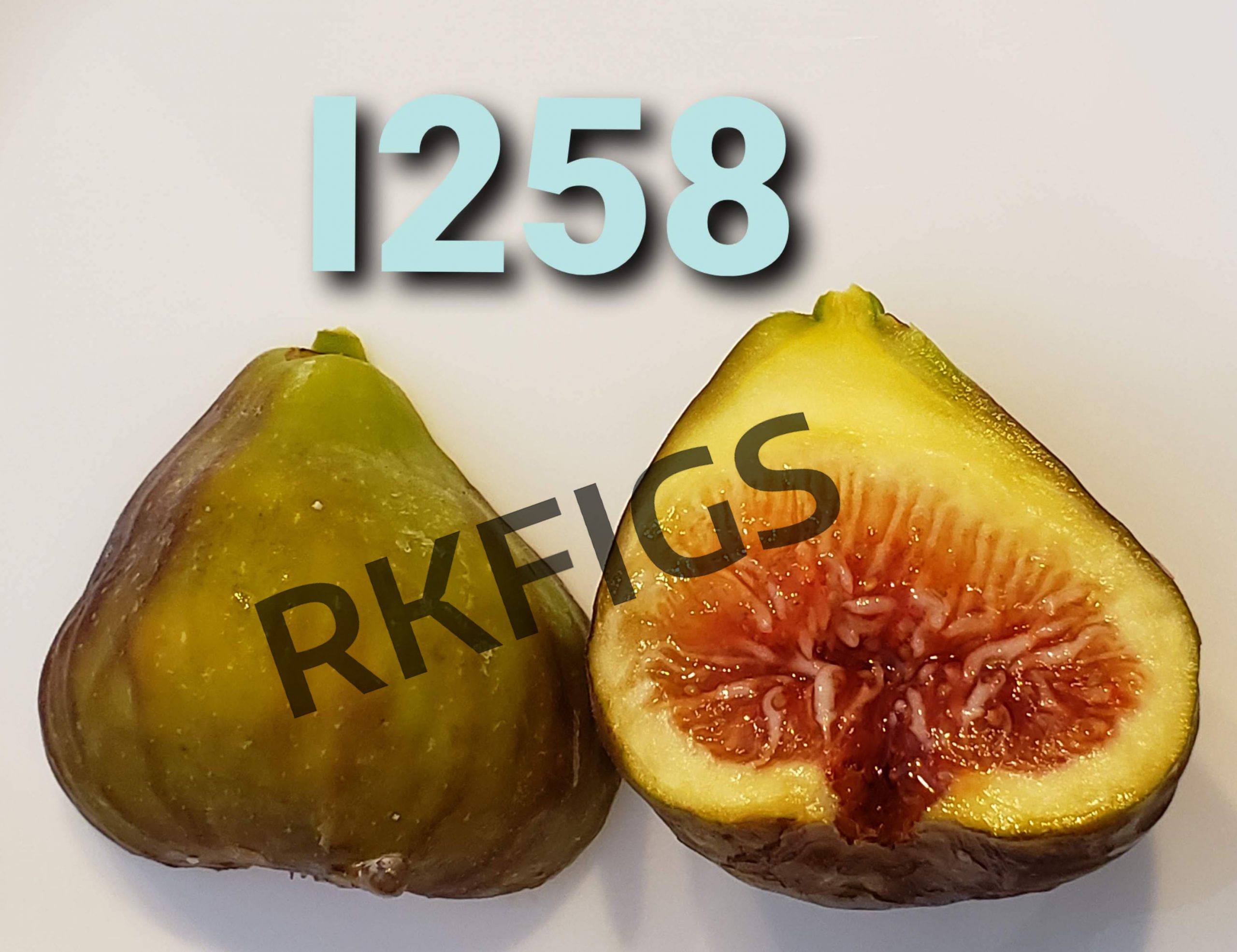 I258 Italian 258 Fig Tree (Newly rooted) – FigTrades