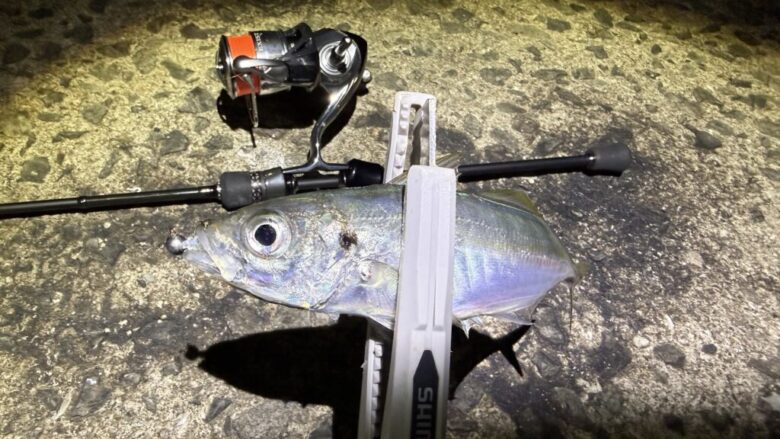 メジャークラフト鯵道3Gを徹底インプレ【612L/S】 | まるなか大衆鮮魚