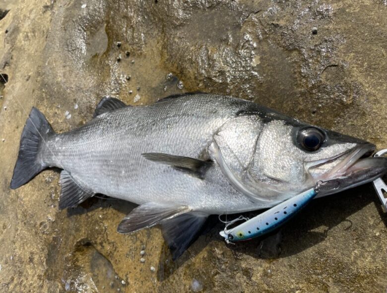 シーバス・ヒラスズキ・ヒラメ】DUEL ハードコア ミッドダイバーを徹底