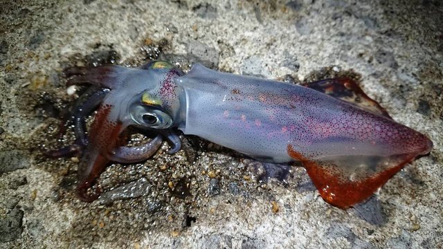 夜焚きアカイカ開幕！数釣りは手返しが肝心