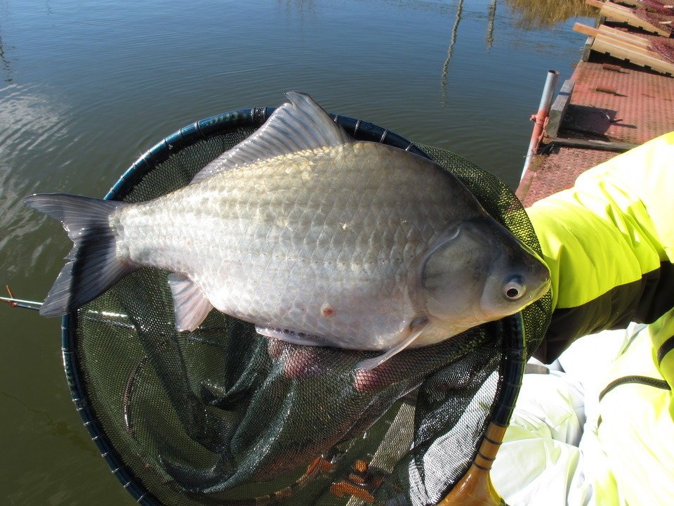 ヘラブナは自然種ではなく釣りのために品種改良された魚だった！？釣り