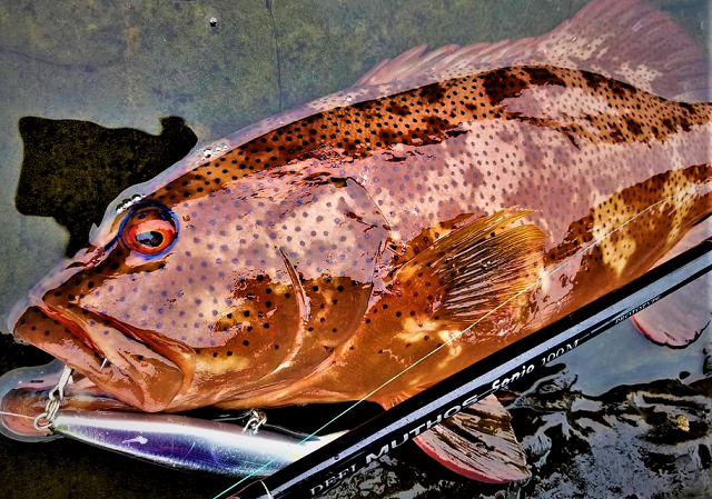 ミュートスソニオでショアシギングを楽しみたい！【ゼナック】