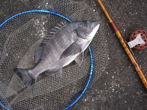 クロダイ落とし込み釣りで和竿を使ってみよう！機能性重視の竿選びから