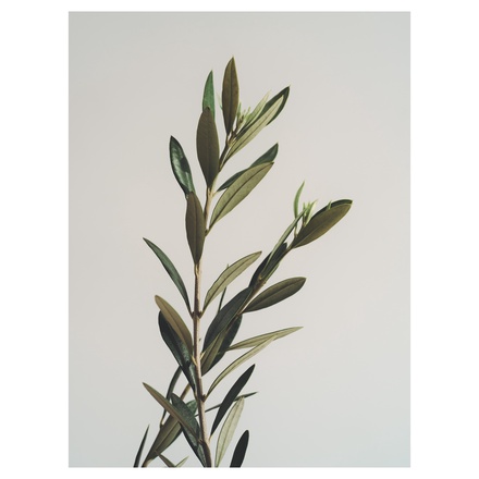 Sorule / ソルレ オードパルファム 02オネストウッド 30mlの公式商品