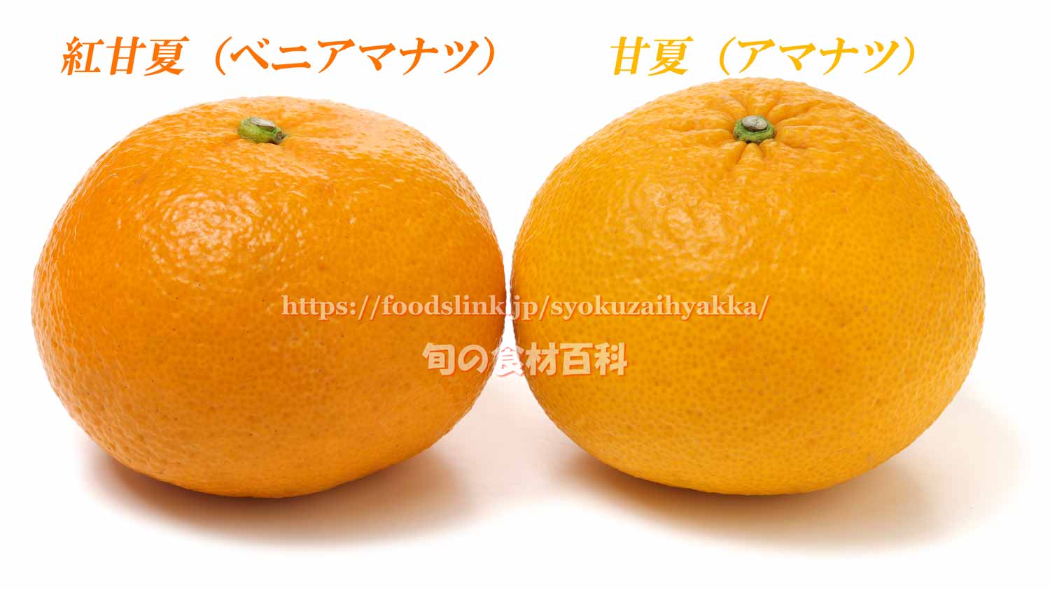 甘夏と紅あまなつの違いと選び方や保存方法、食べ方：旬の果物百科