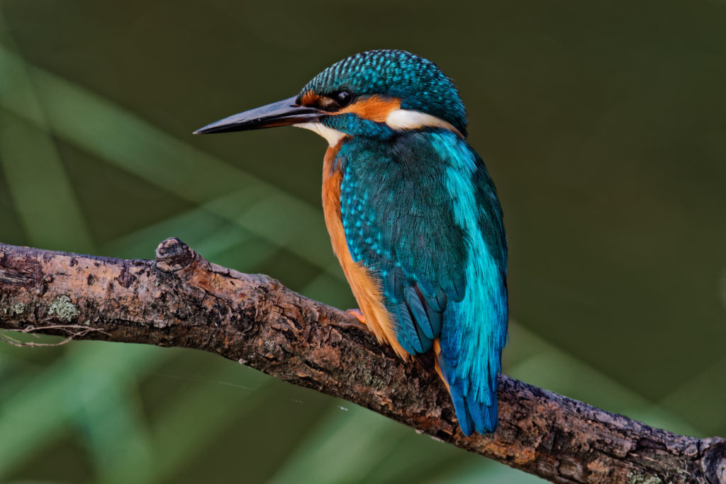 Review Nikon D5600: ALWAYS CONNECTED - Focus Review