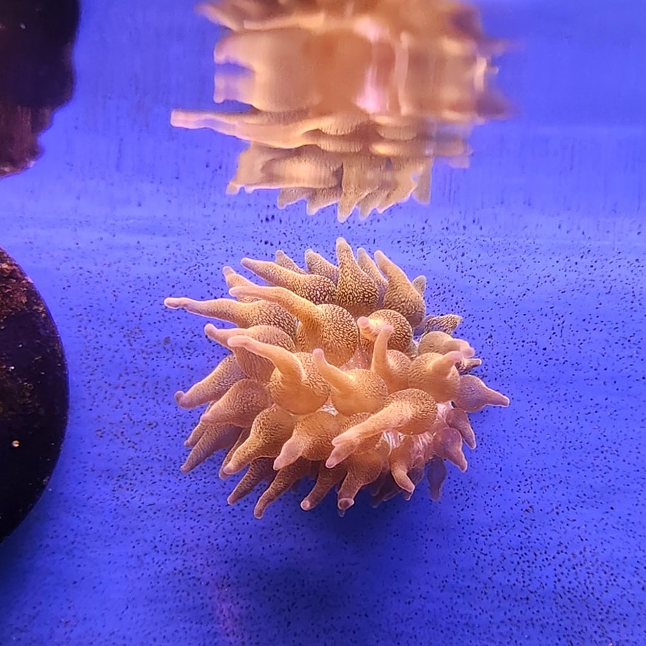 Anemone Stock 04/14/2025 – Forest Lake Pets