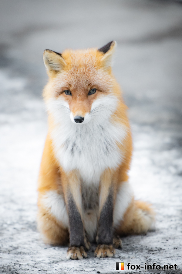 ちょこんとキツネ | スタンダード | キツネ写真館
