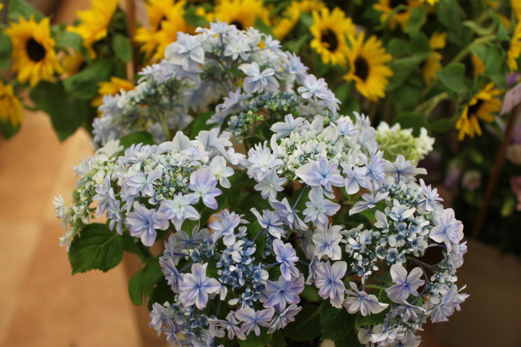 色別】紫陽花（あじさい）の種類いろいろ | フラワーショップ アリス