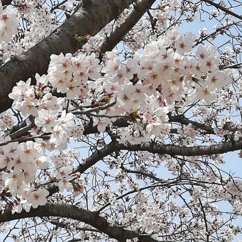 布花の染料は何を揃えたらいい？ 基本の10色 | フラワーアンジェリク