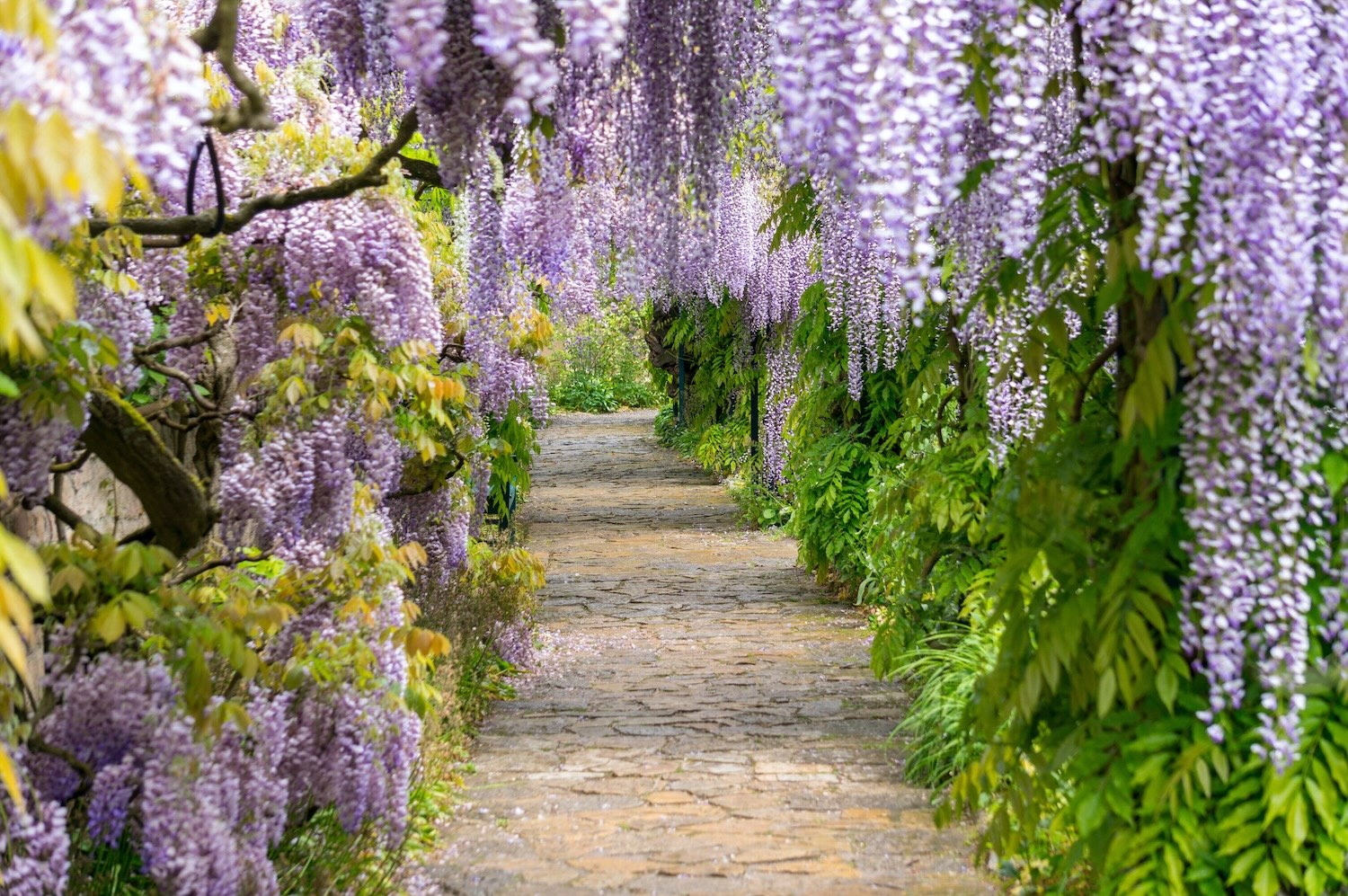 Wild About Wisteria - Flower Magazine