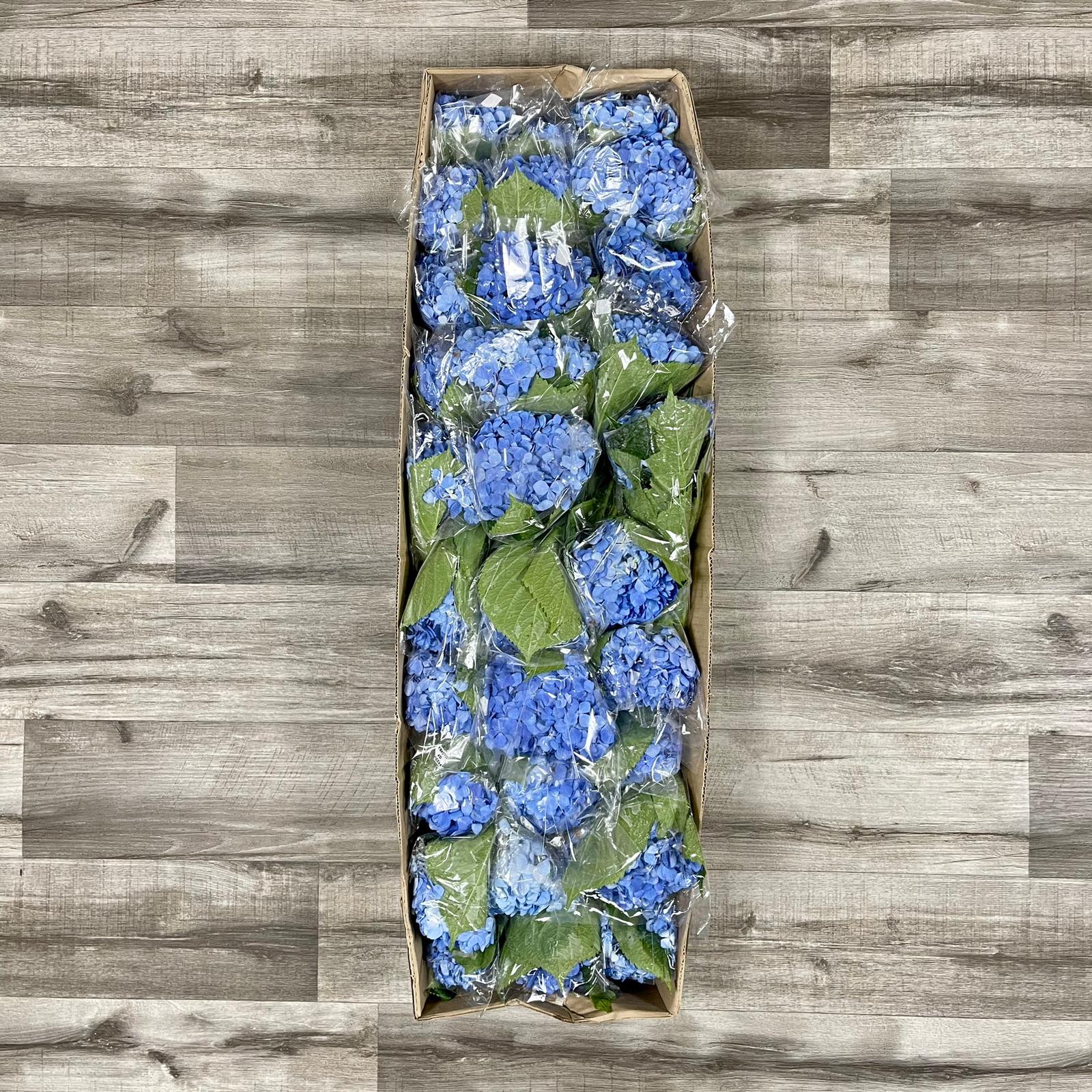 Hydrangea Shocking Blue Box 40 Stems - Flowers & Services
