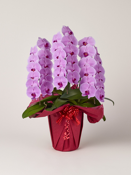 胡蝶蘭 大輪 ピンク 3本立ち 36輪以上｜Flower Smith Gift（フラワー