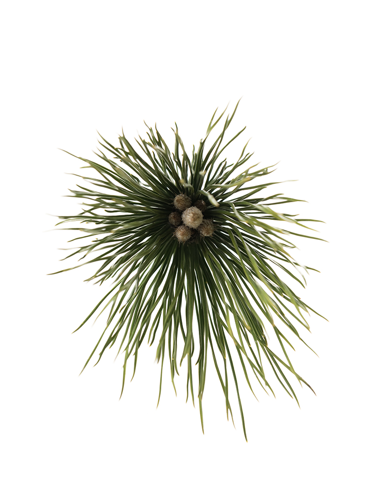 生花】マツ 枝若松【緑/70cm/栃木県】｜Flower Smith Market（フラワー
