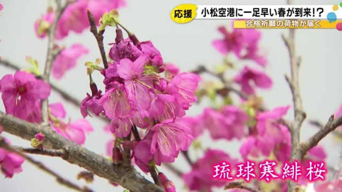 日本一早い“サクラサク”…受験生応援で早咲きの桜が沖縄から小松空港に