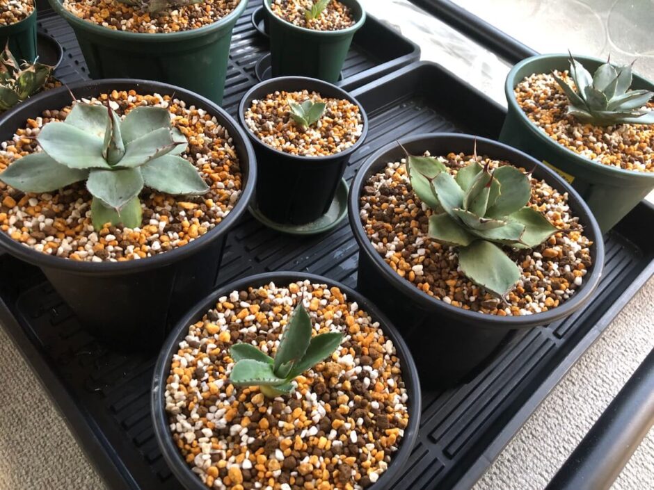 かわいいパリーの斑入り品種たち。トランカータが好きっ | 斑入り植物