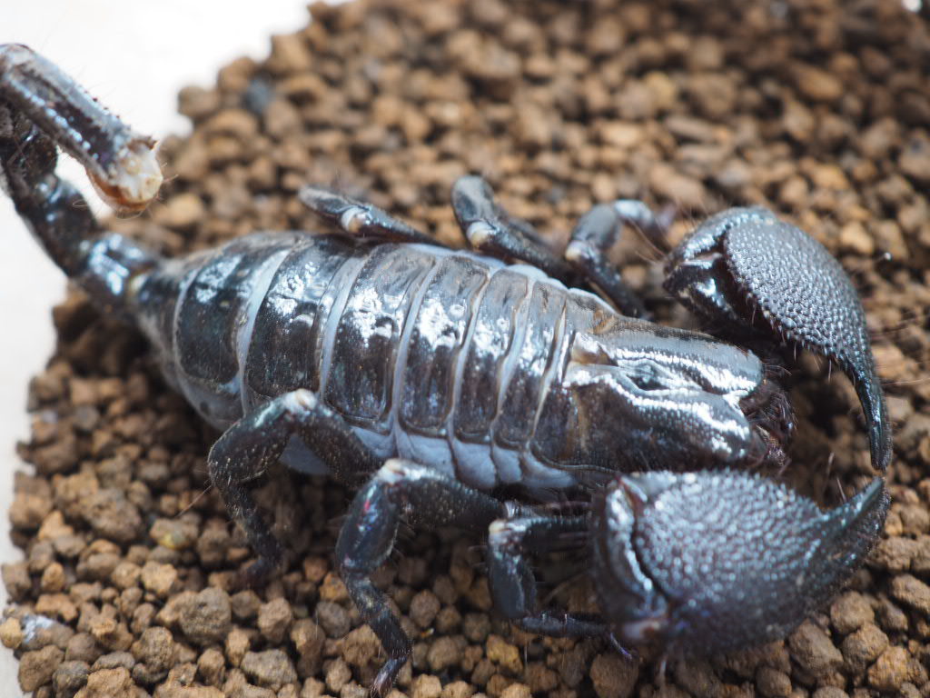 □ダイオウサソリ No.15 - from SCRATCH