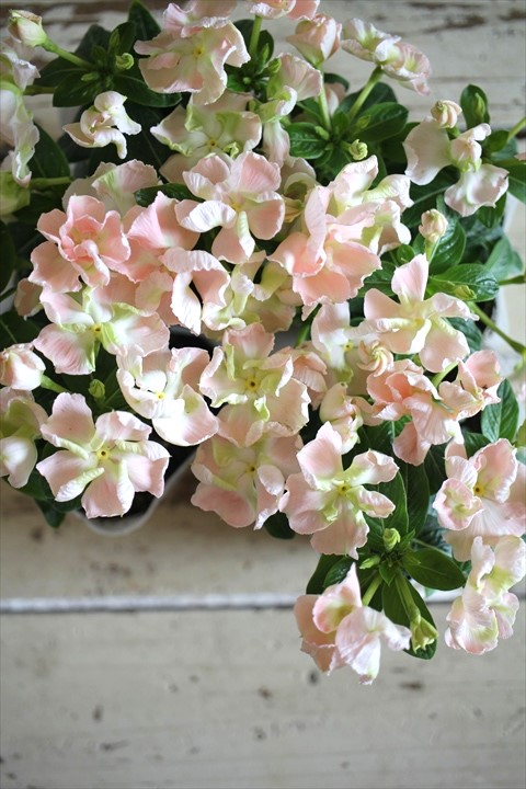 ニチニチソウ『つぼみ咲メルモ』 ジャンクガーデン 寄せ植え 花苗通販