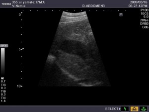 犬,猫,超音波診断について - しらかば動物病院