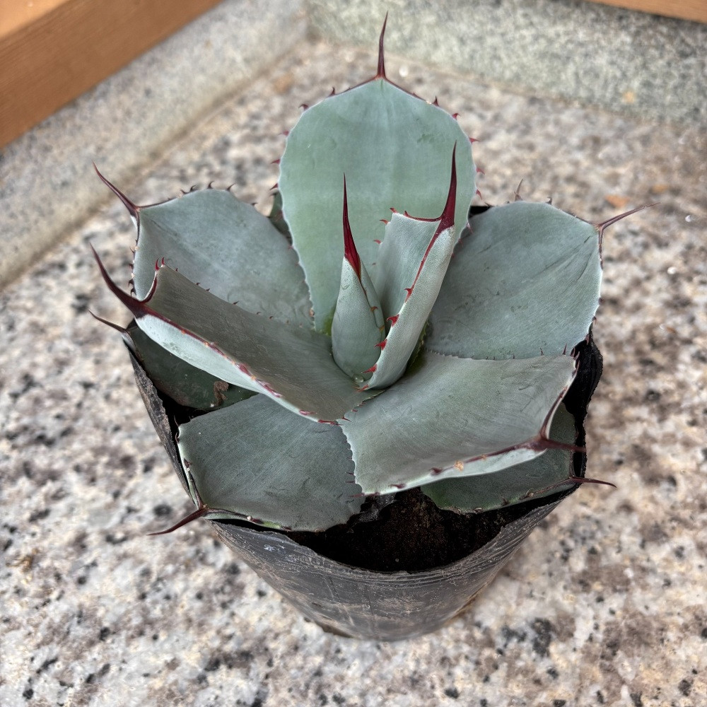 アガベ パリー トランカータ 5号鉢 | JTBのふるさと納税サイト [ふるぽ]