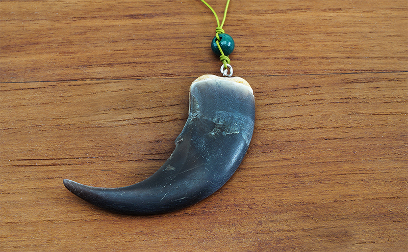 北海道枝幸産 ヒグマの爪ストラップ 7cm前後【 くま 熊 ヒグマ 羆