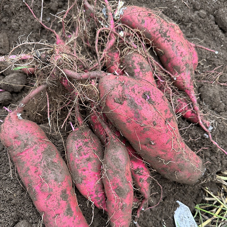 定期便3ヶ月】生芋 10kg S〜2Lサイズ混合 1箱 いも長 | さつまいも