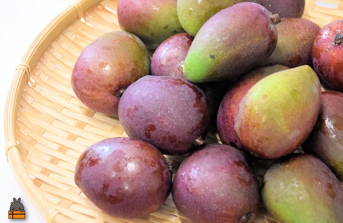 ≪今だけ！≫この時期だけの珍しい果実！徳之島産マンゴーのこども 約