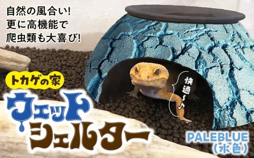 トカゲの家 ウェットシェルター 水色 爬虫類 | ペット トカゲ とかげ
