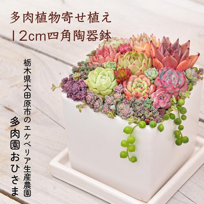 多肉植物】寄せ植え直径12cm四角陶器鉢 | 栃木県大田原市 | JRE MALL
