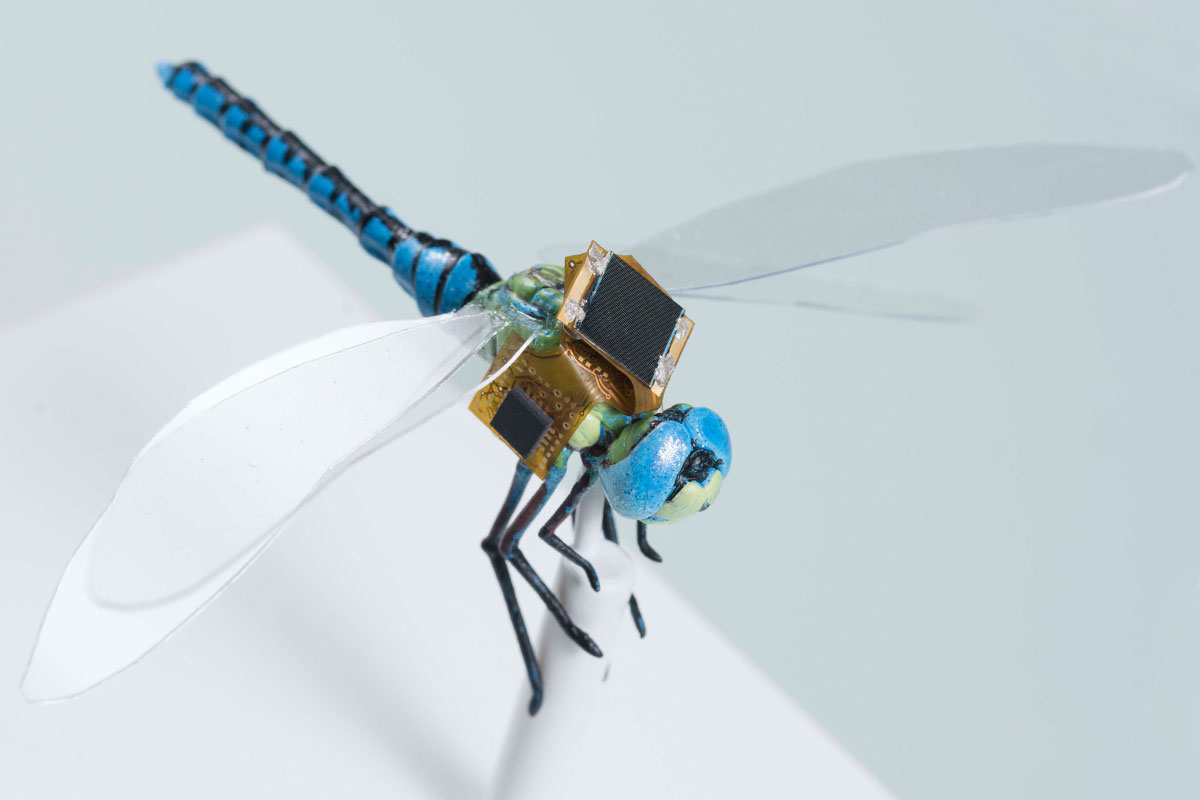 Genetically Modified Cyborg Dragonflies Are Bringing 