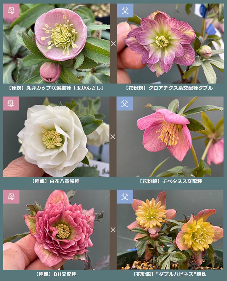 終了】2025年1月18日～3月8日Zoony Gardenクリスマスローズイベント