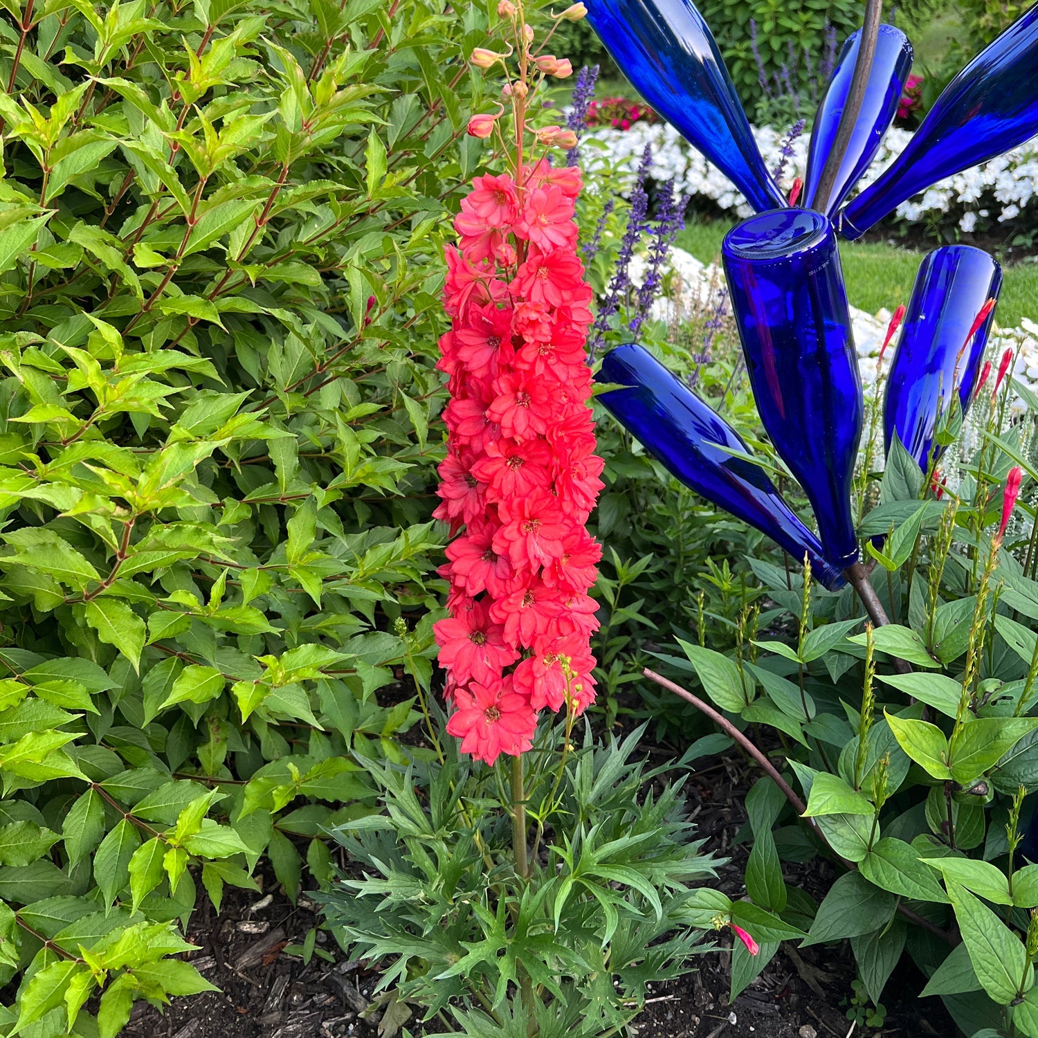 Red Lark' Hybrid Delphinium