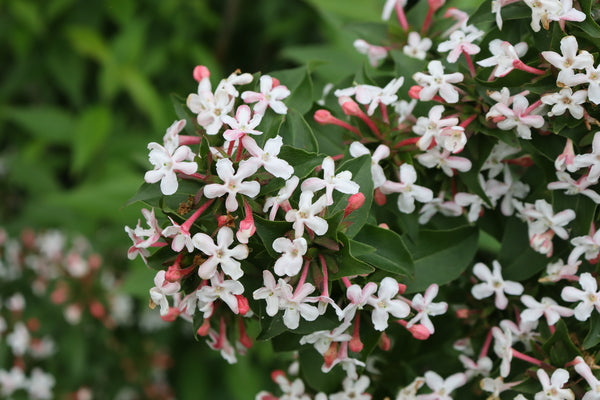 SWEET EMOTION BLAZE™ Abelia – Creekside Nursery, Inc