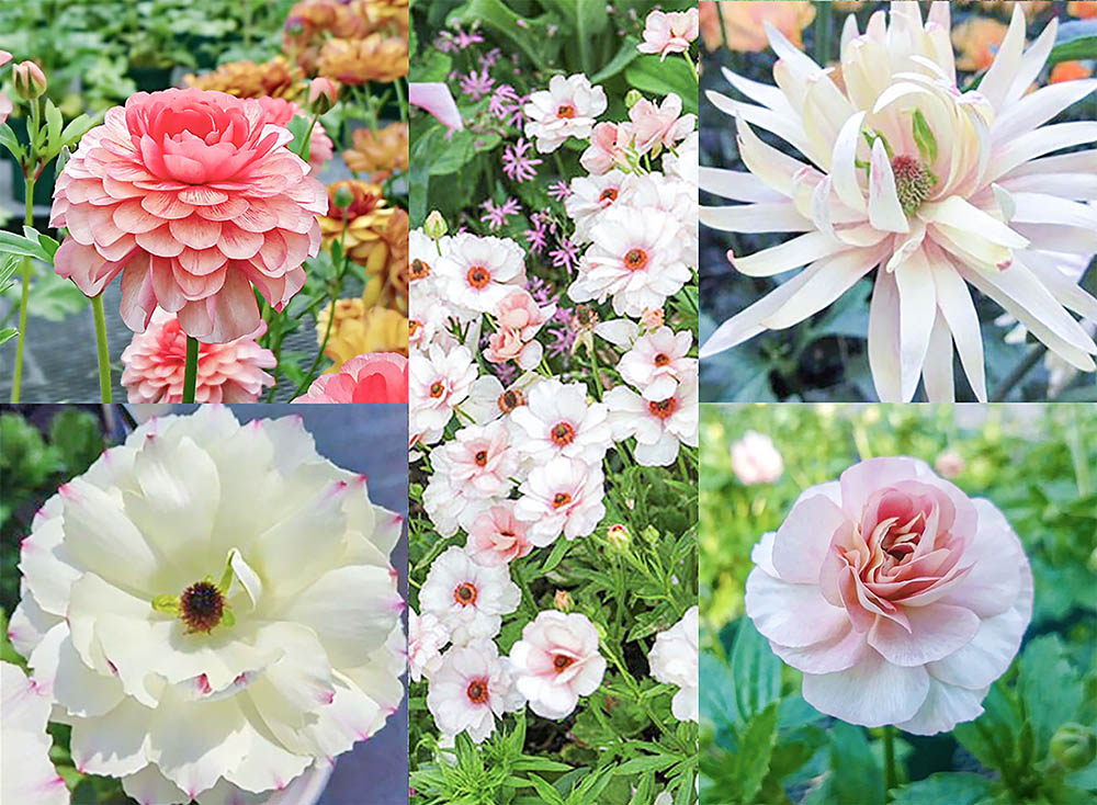 2026年に咲かせたい！ [ラナンキュラス・ラックス]注目品種Best9＆秋