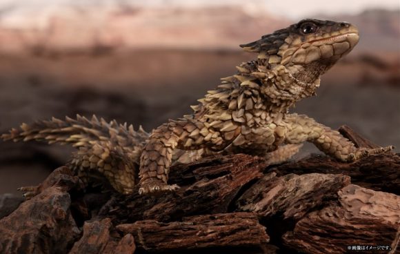 ガシャポンブログ | ガシャポンオフィシャルサイト