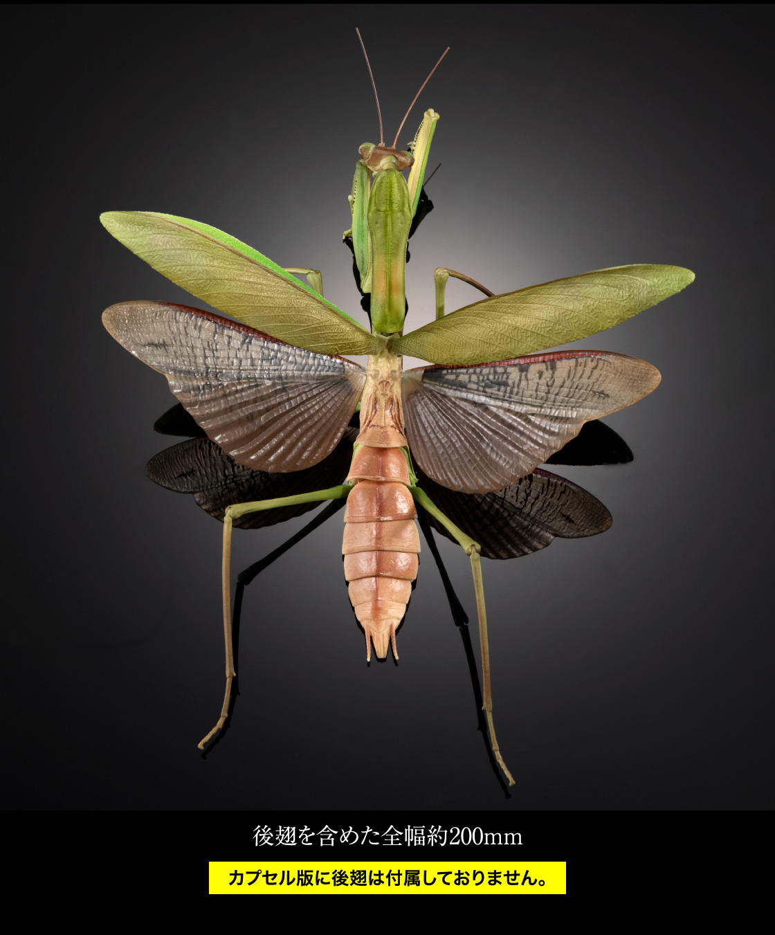 いきもの大図鑑アドバンス オオカマキリとショウリョウバッタ