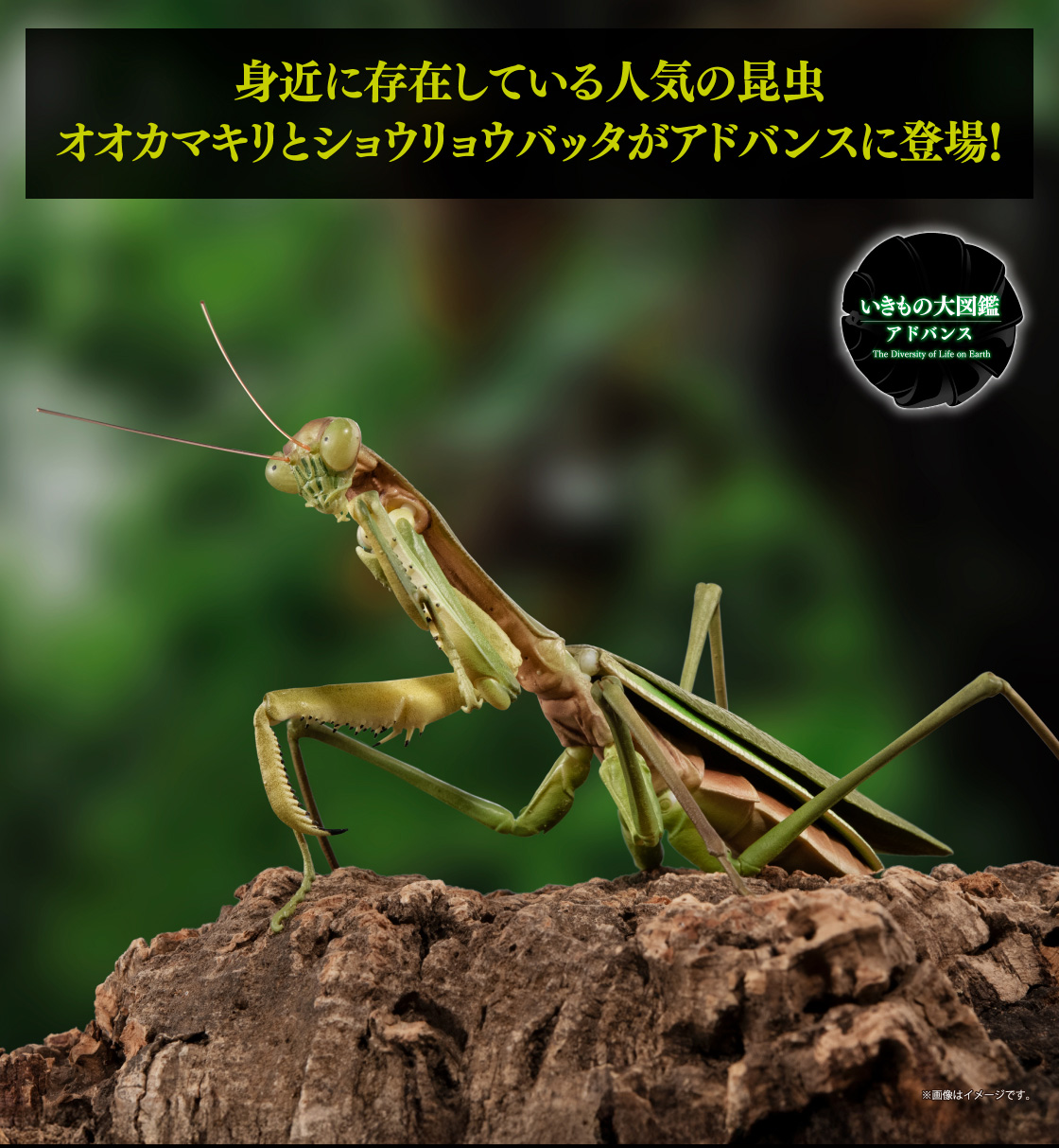 いきもの大図鑑アドバンス オオカマキリとショウリョウバッタ