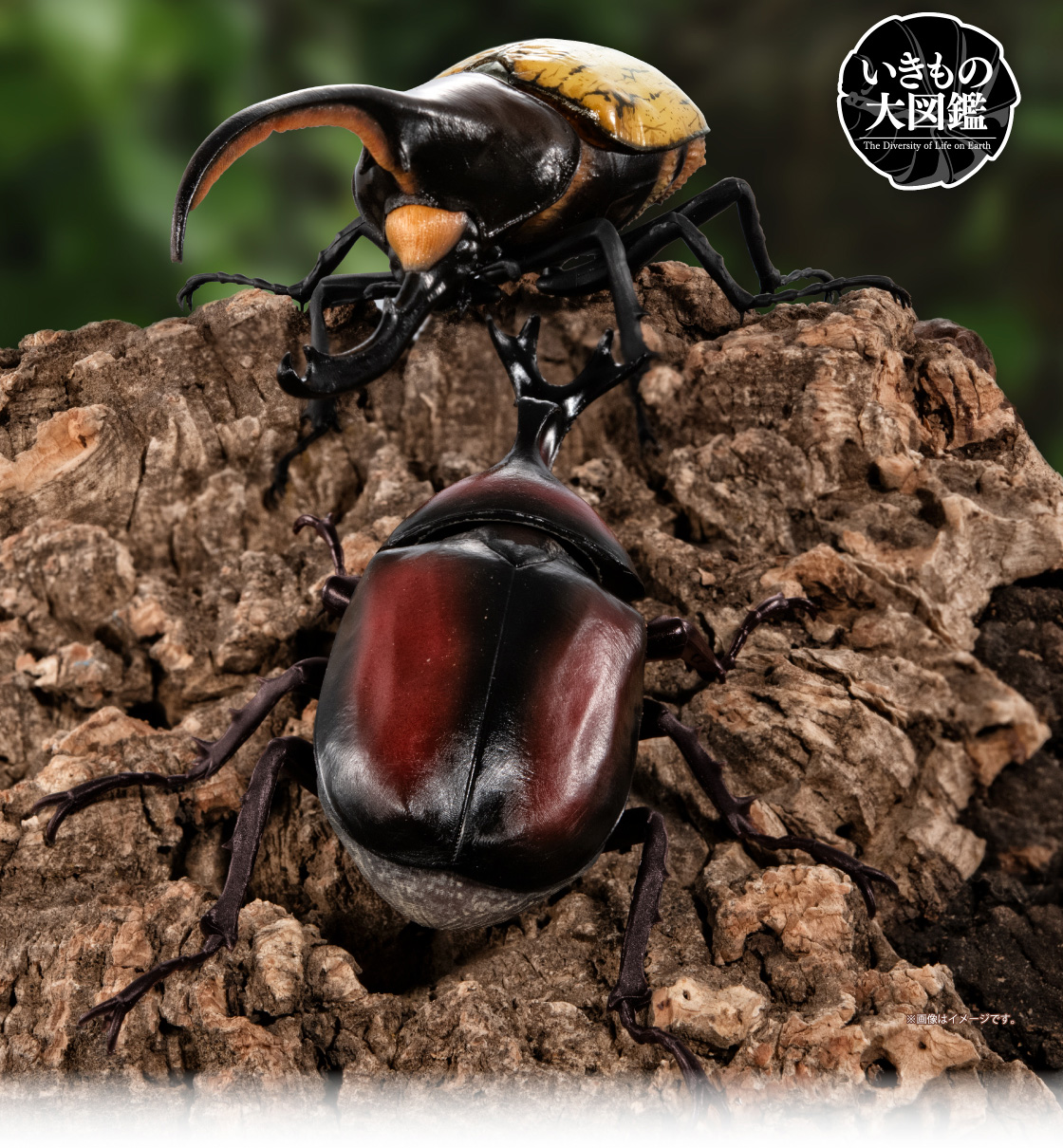 いきもの大図鑑 かぶとむし09｜いきもの大図鑑｜ガシャポン