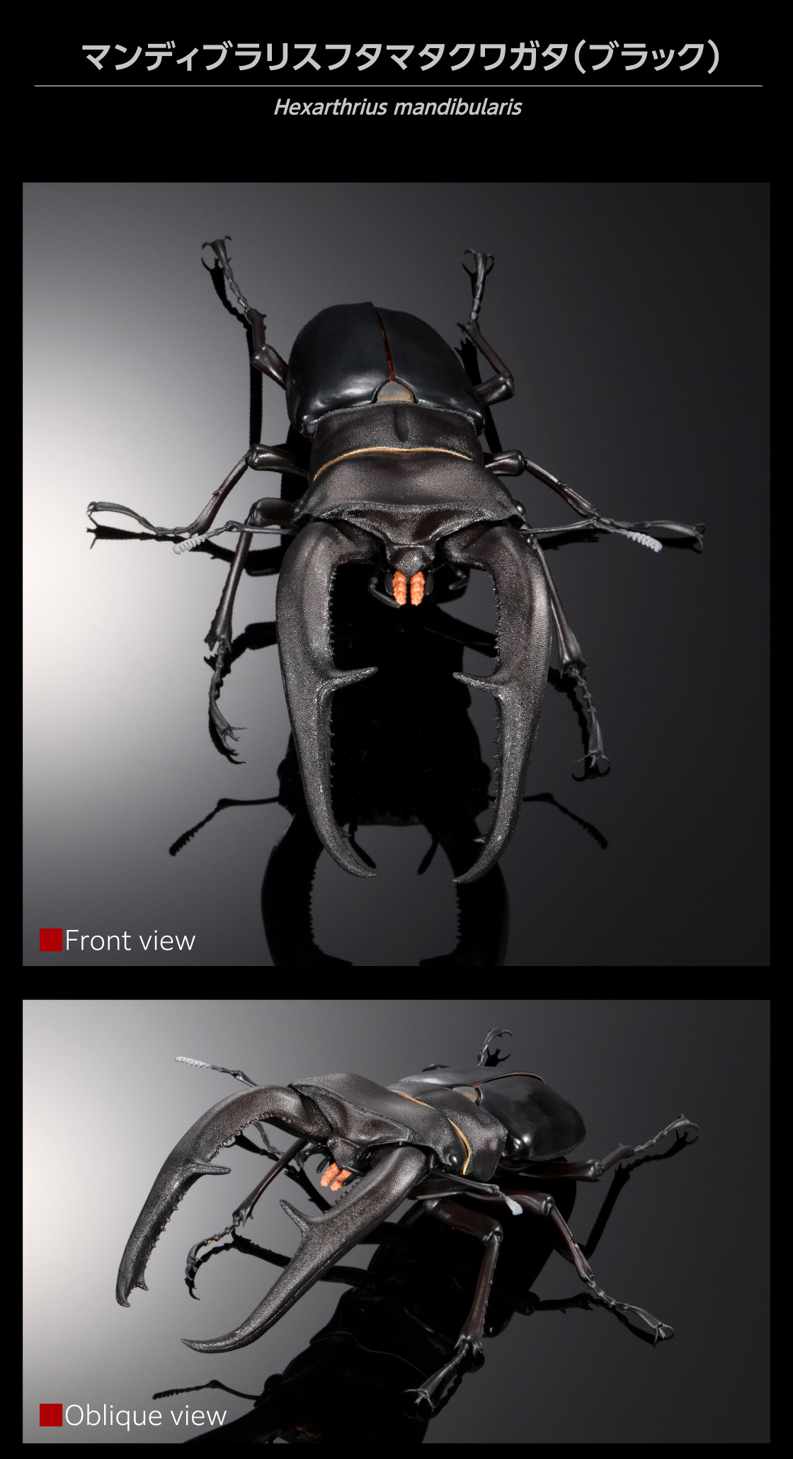 いきもの大図鑑プレミアム マンディブラリスフタマタクワガタ