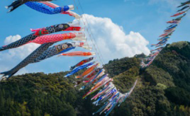 清流・四万十川の川面を500匹が舞う！毎年恒例「こいのぼりの川渡し