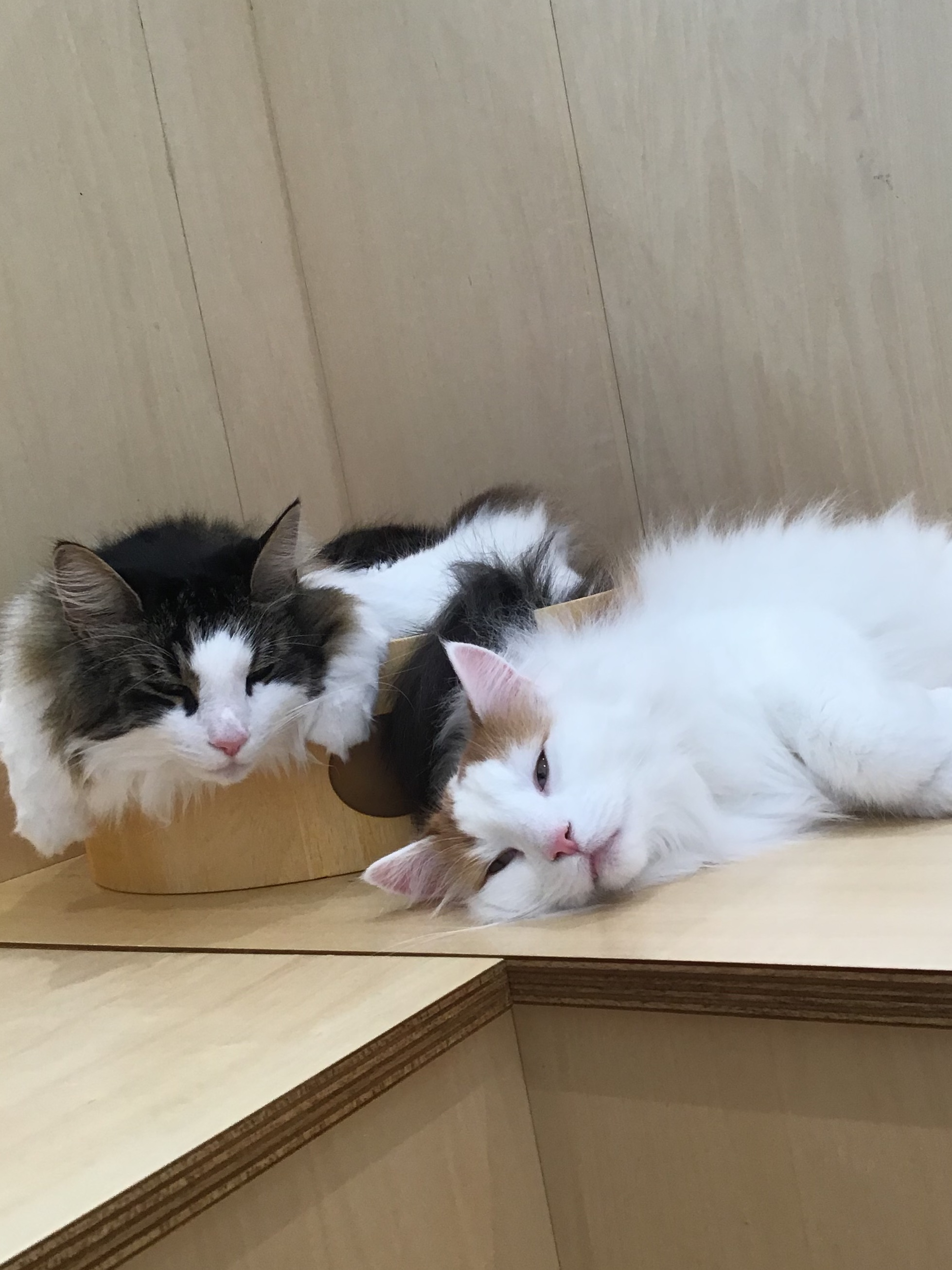 ノルウェージャンズ♡｜Cat Café MOFF｜ショップトピックス｜グラン