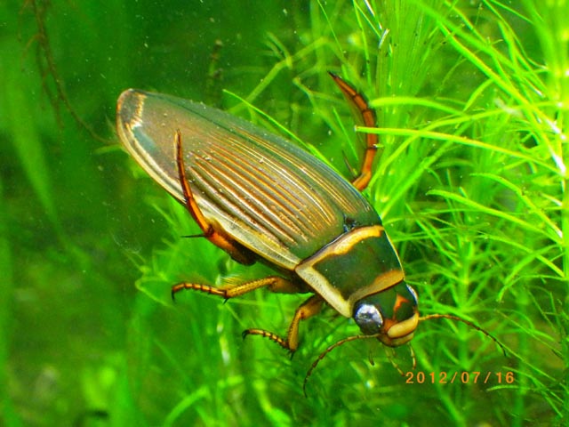 エゾゲンゴロウモドキの飼育繁殖