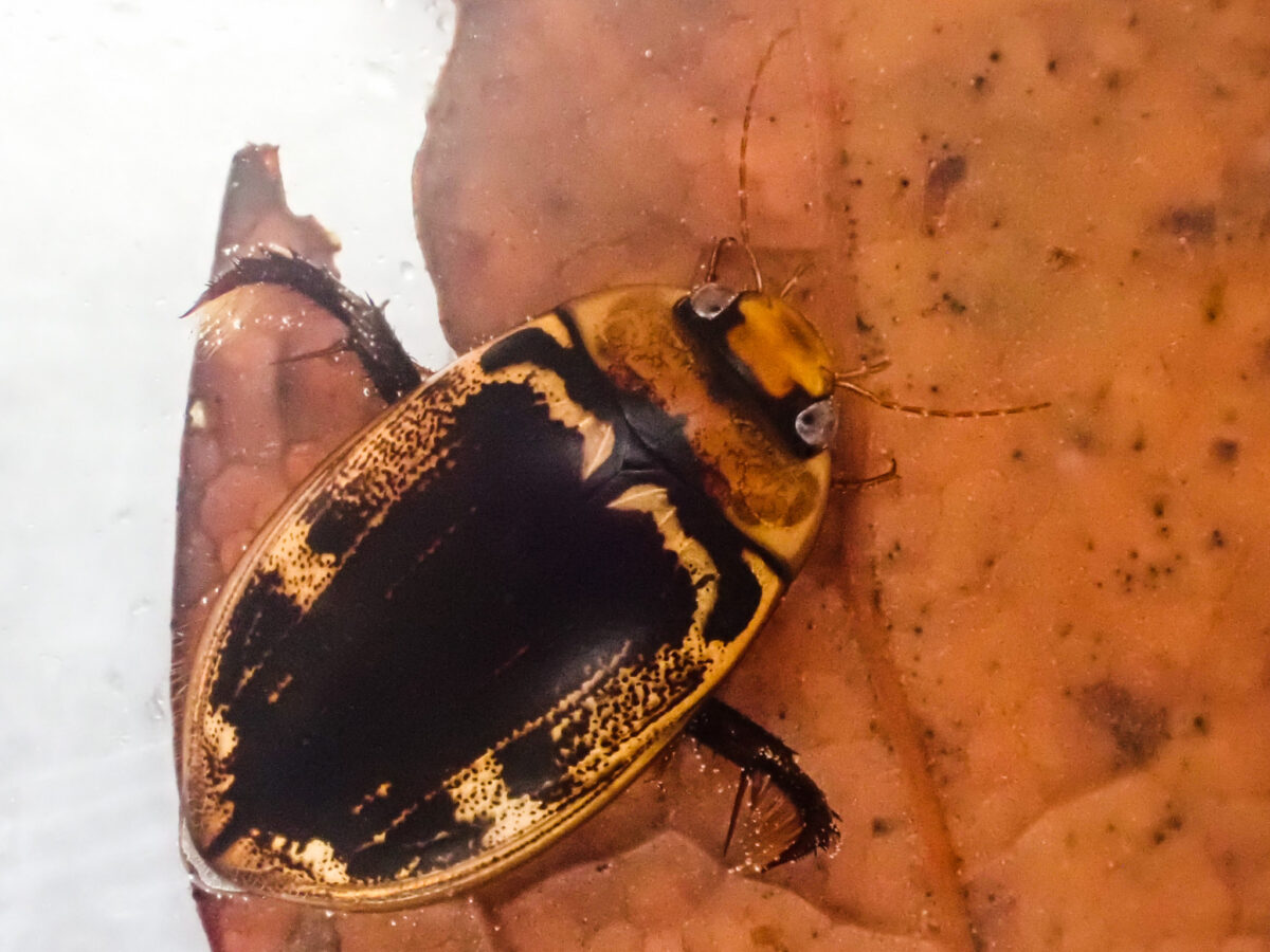 ゲンゴロウ界最速！9日〜2週で上陸するオオイチモンジシマゲンゴロウ