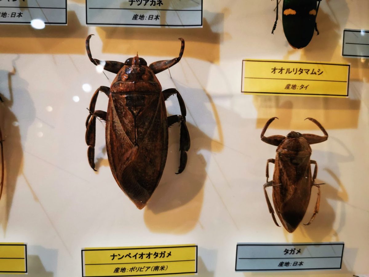 世界にはどんなタガメがいる？ナンベイオオタガメは最大何cm