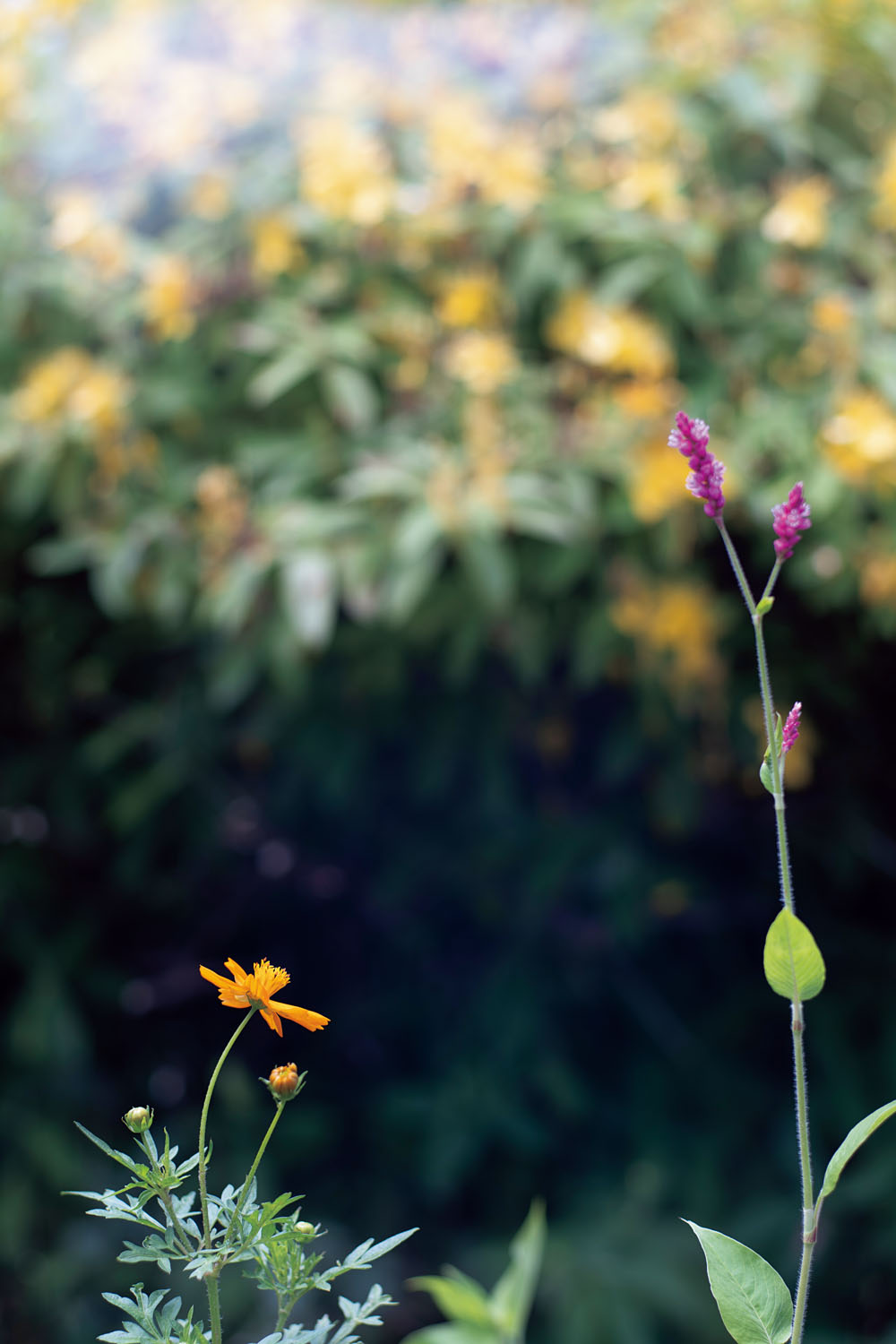 柔らかなボケ味と高解像を両立する中判レンズ Sekor C 80mm F1.9